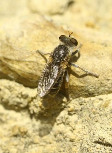 Glyphotriclis ornatus